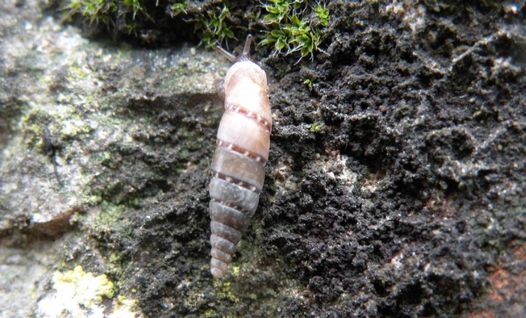 A Citt di Castello: Charpentieria itala?