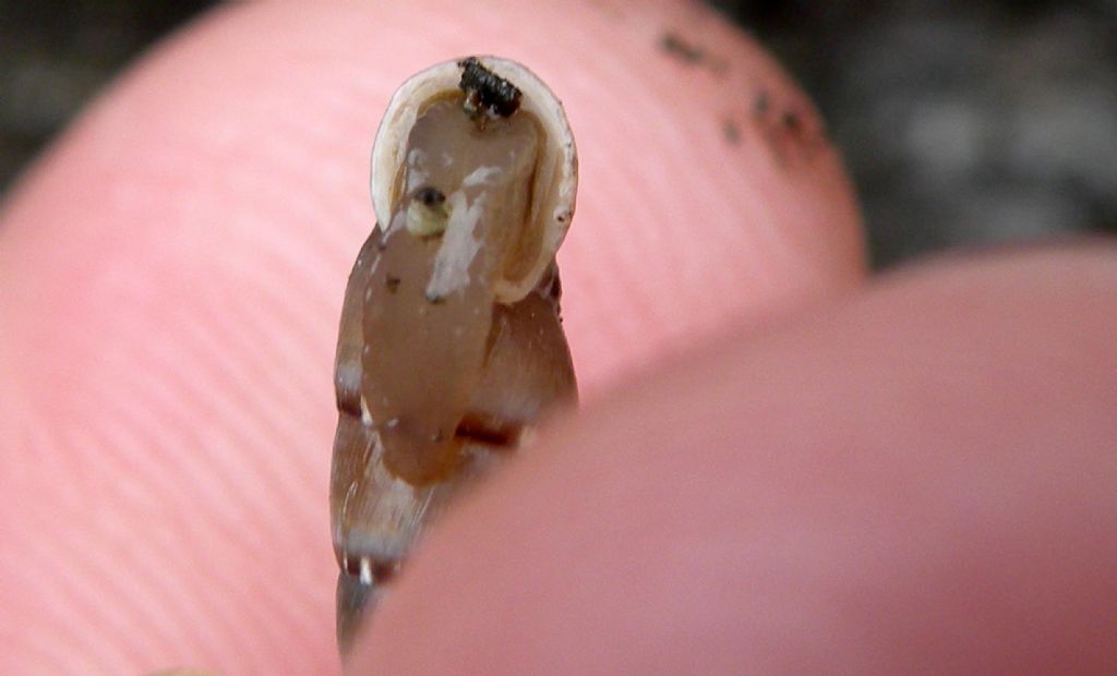 A Citt di Castello: Charpentieria itala?