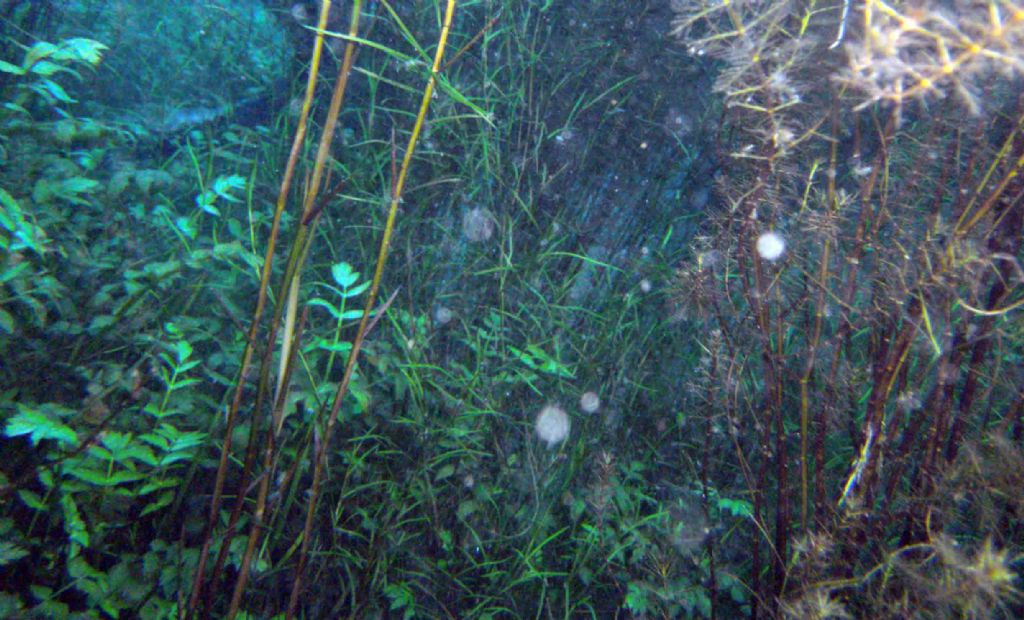 Potamogeton (forse) dall''Umbria