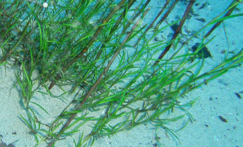 Potamogeton (forse) dall''Umbria