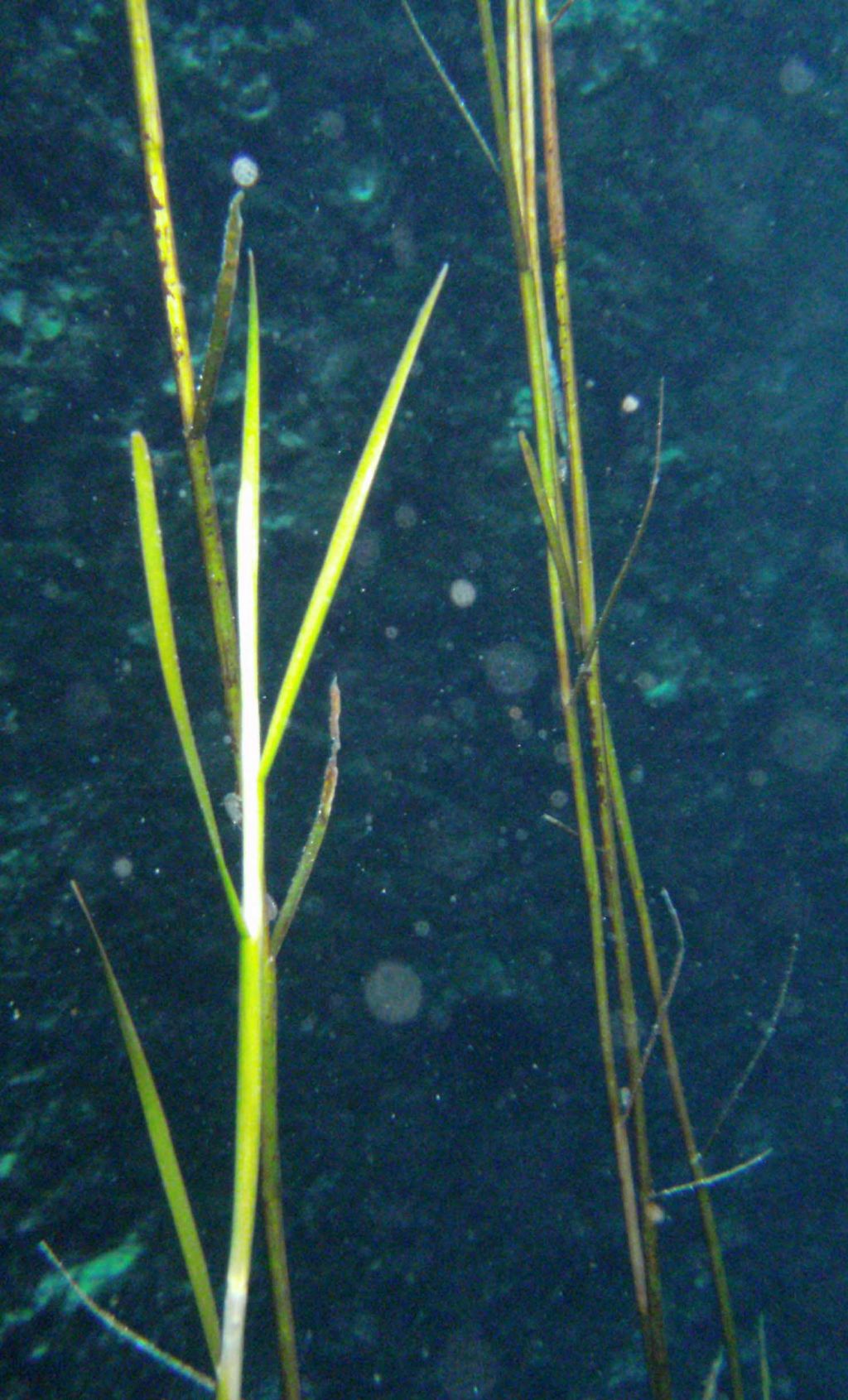 Potamogeton (forse) dall''Umbria