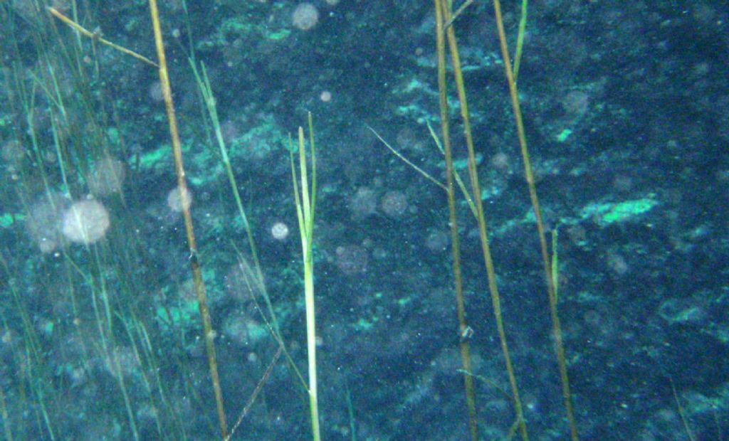 Potamogeton (forse) dall''Umbria