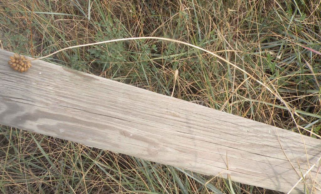 Forse Carex sp?