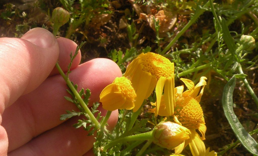 Anacyclus radiatus? No, Glebionis coronaria