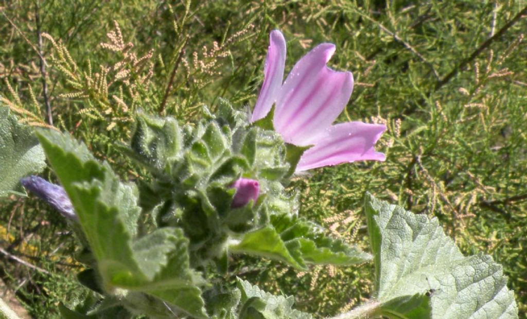 Lavatera arborea?  No, Malva multiflora (=Lavatera cretica), Malvaceae