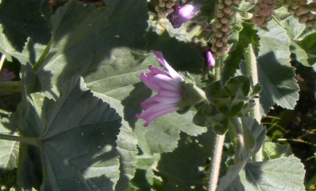 Lavatera arborea?  No, Malva multiflora (=Lavatera cretica), Malvaceae