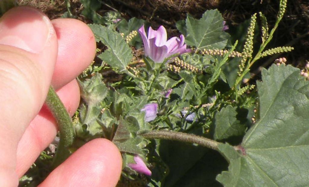 Lavatera arborea?  No, Malva multiflora (=Lavatera cretica), Malvaceae