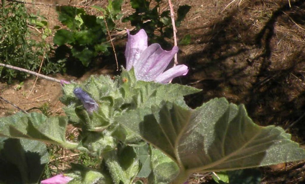 Lavatera arborea?  No, Malva multiflora (=Lavatera cretica), Malvaceae