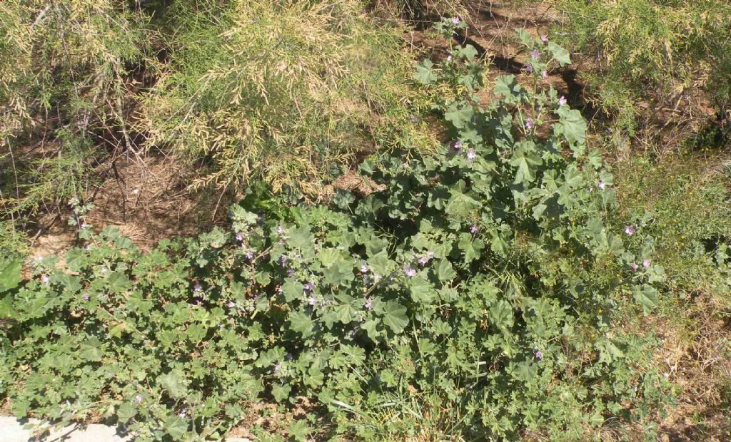 Lavatera arborea?  No, Malva multiflora (=Lavatera cretica), Malvaceae