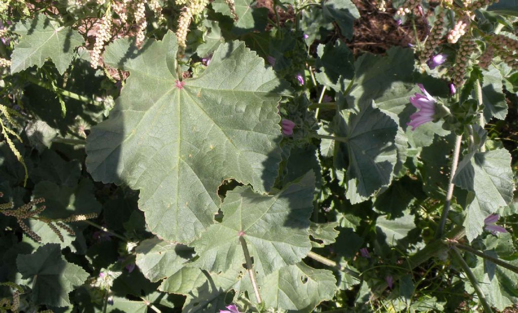 Lavatera arborea?  No, Malva multiflora (=Lavatera cretica), Malvaceae