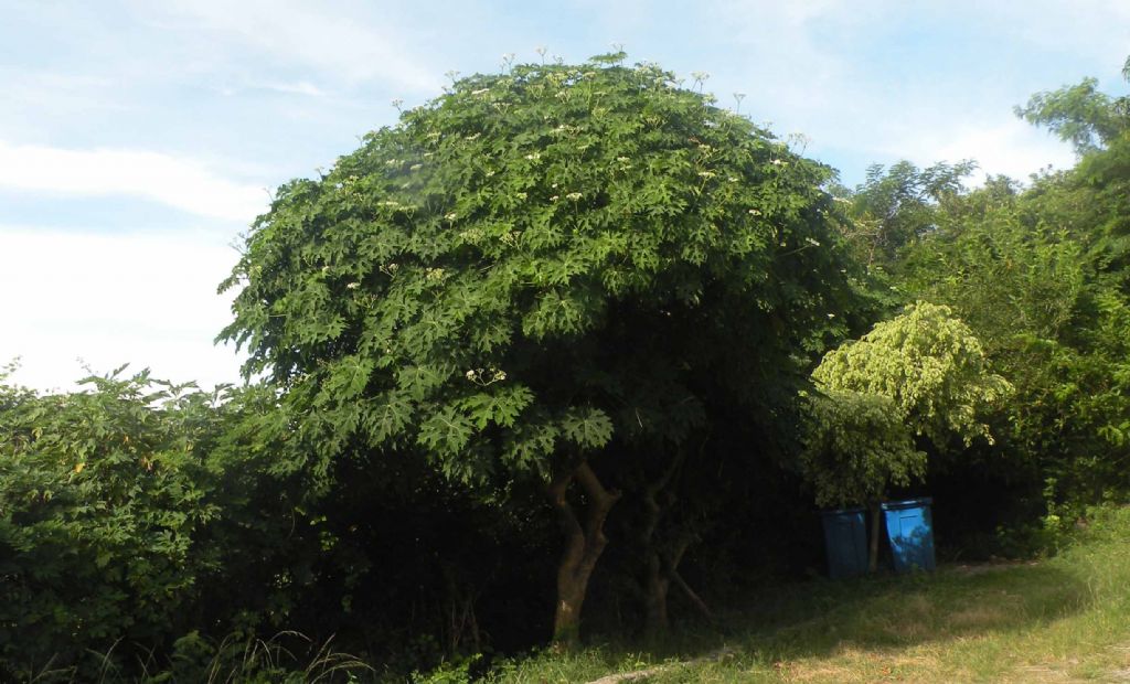 Albero cubano: Cnidoscolus aconitifolius (Euphorbiaceae)