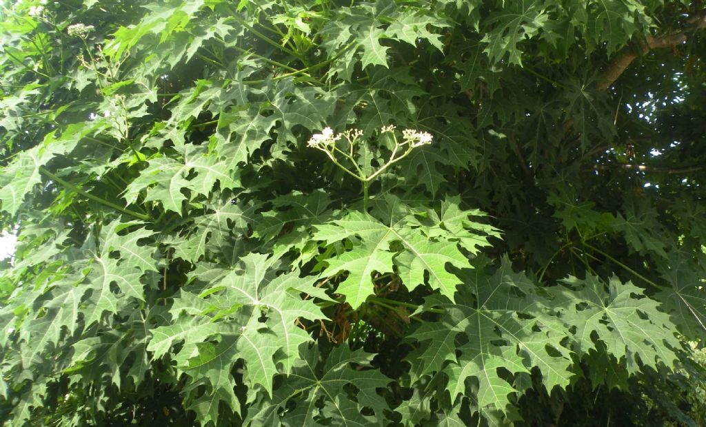 Albero cubano: Cnidoscolus aconitifolius (Euphorbiaceae)