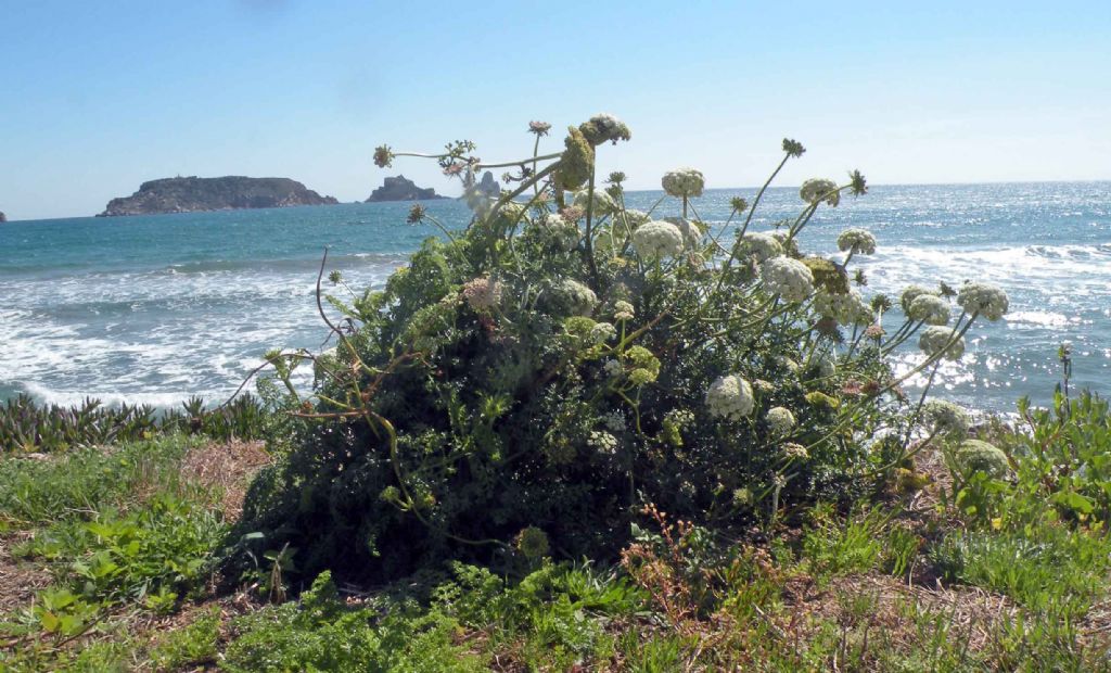 Daucus carota