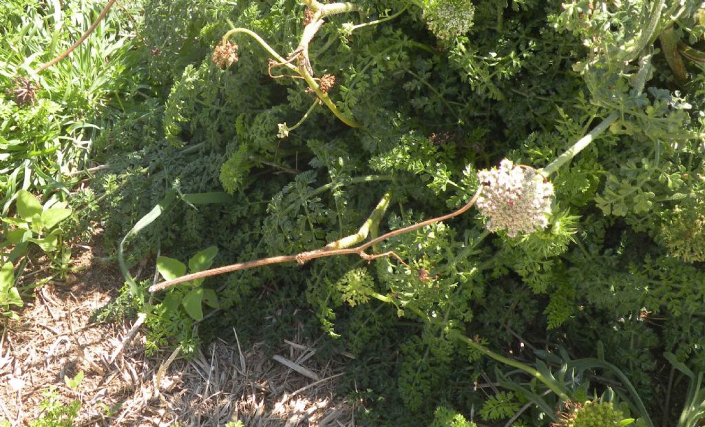 Daucus carota