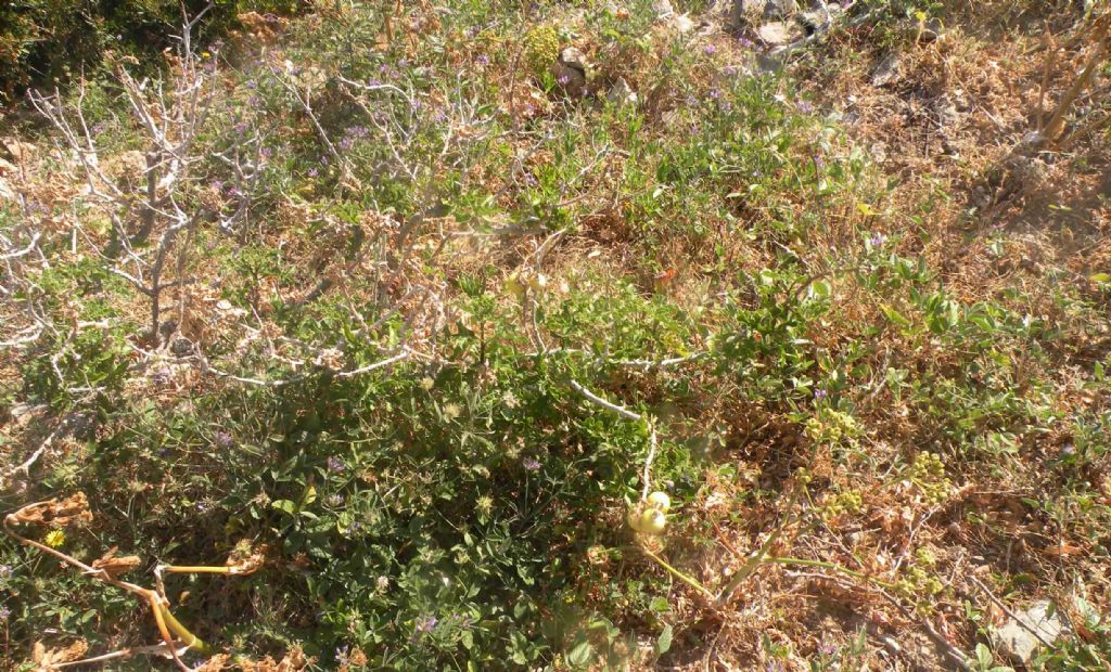 Solanum linnaeanum (Solanaceae)