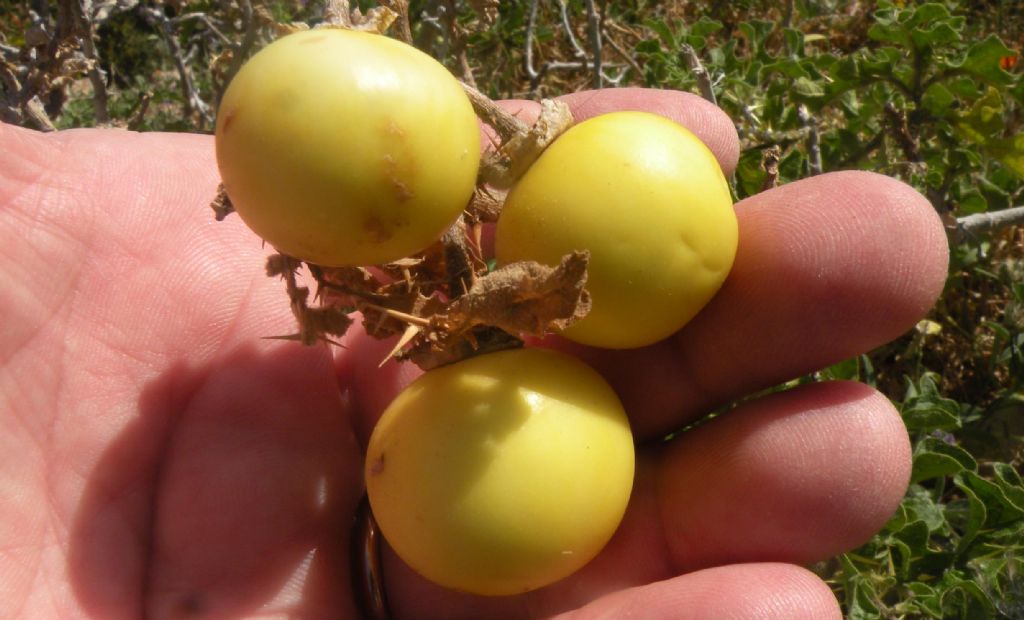 Solanum linnaeanum (Solanaceae)