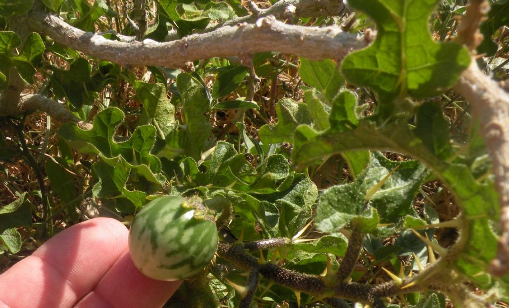 Solanum linnaeanum (Solanaceae)