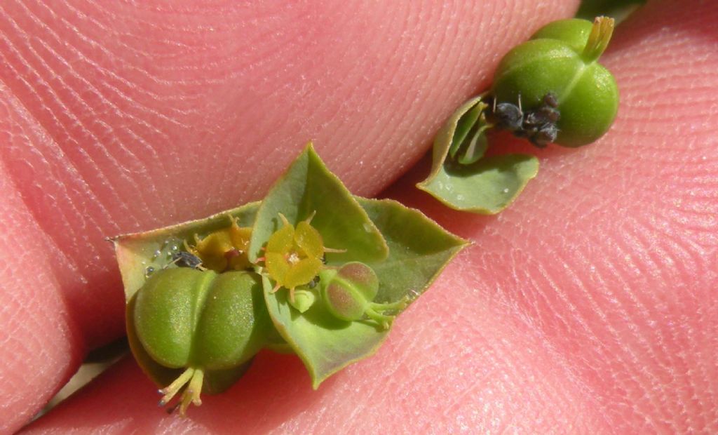 Dalla Catalogna: Euphorbia terracina?  S !