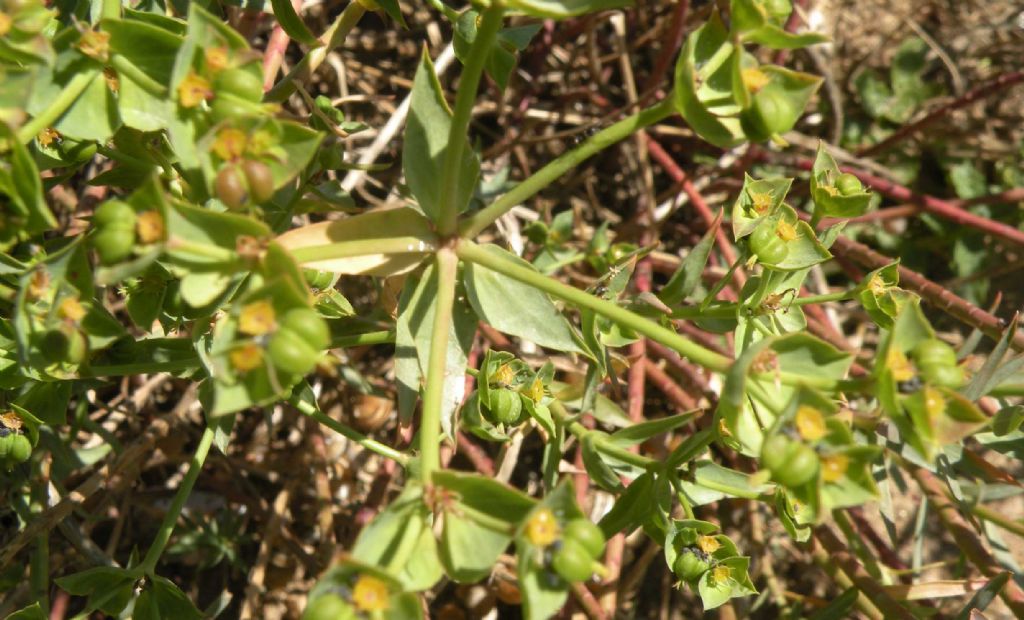 Dalla Catalogna: Euphorbia terracina?  S !