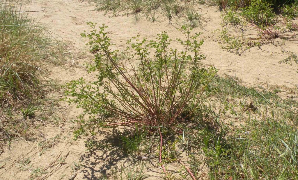 Dalla Catalogna: Euphorbia terracina?  S !