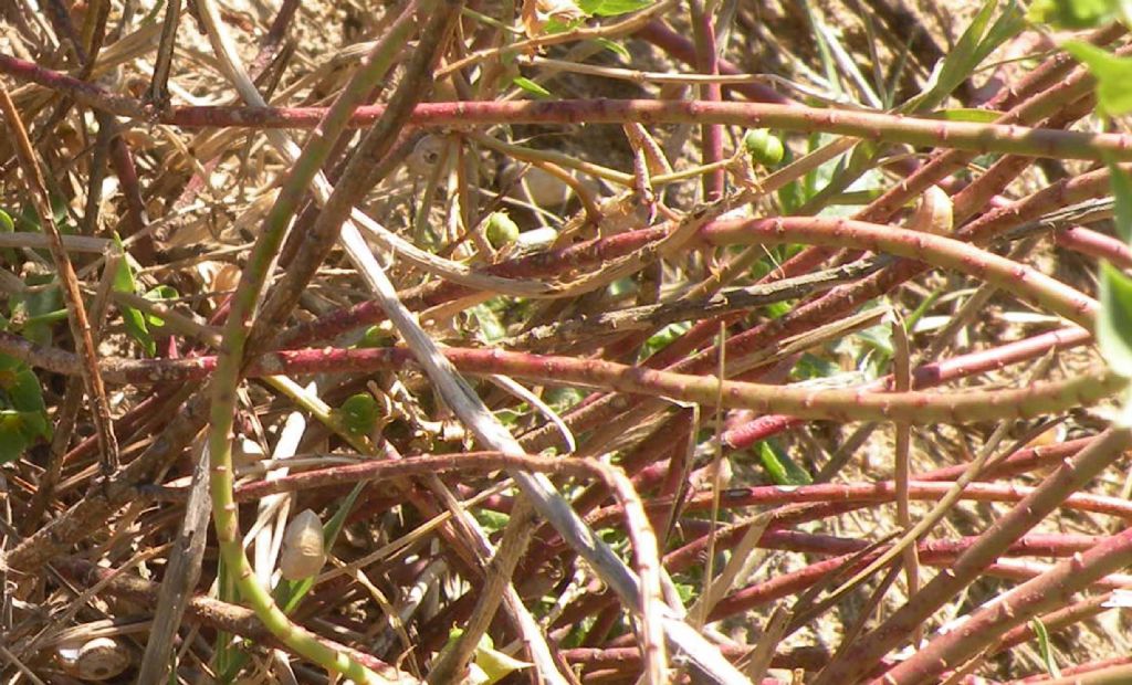 Dalla Catalogna: Euphorbia terracina?  S !