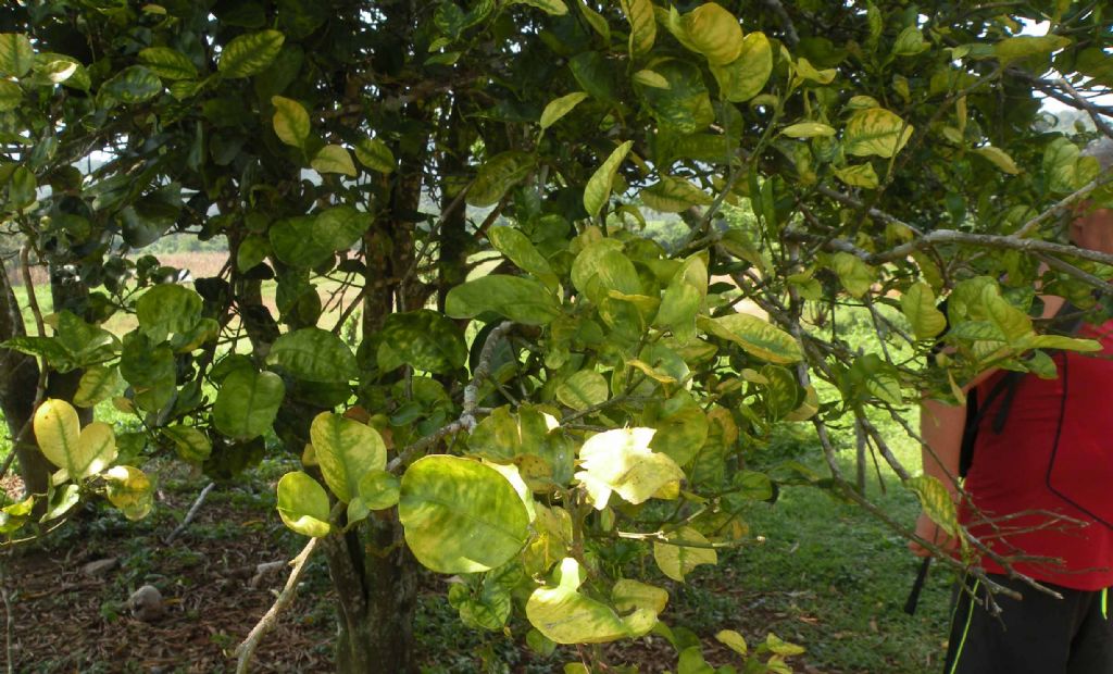 Cuba, nelle campagne di Vinales: Citrus spp. (Rutaceae)