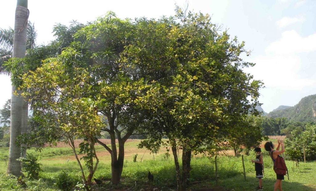 Cuba, nelle campagne di Vinales: Citrus spp. (Rutaceae)