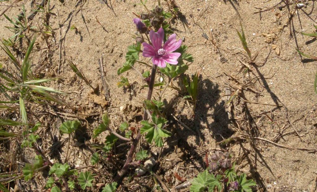 Lavatera arborea?  No, Malva multiflora (=Lavatera cretica), Malvaceae