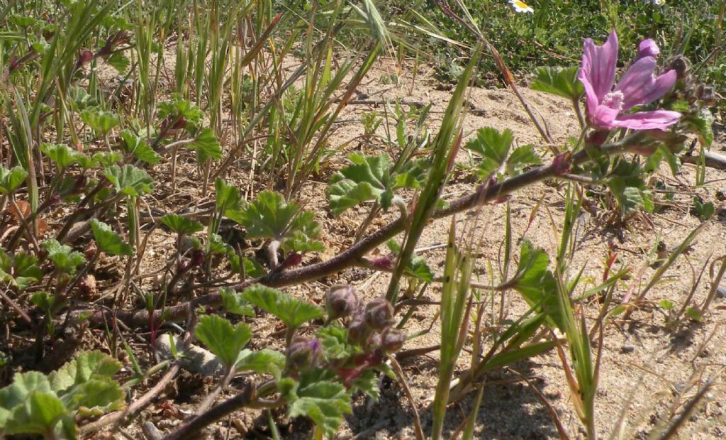 Lavatera arborea?  No, Malva multiflora (=Lavatera cretica), Malvaceae