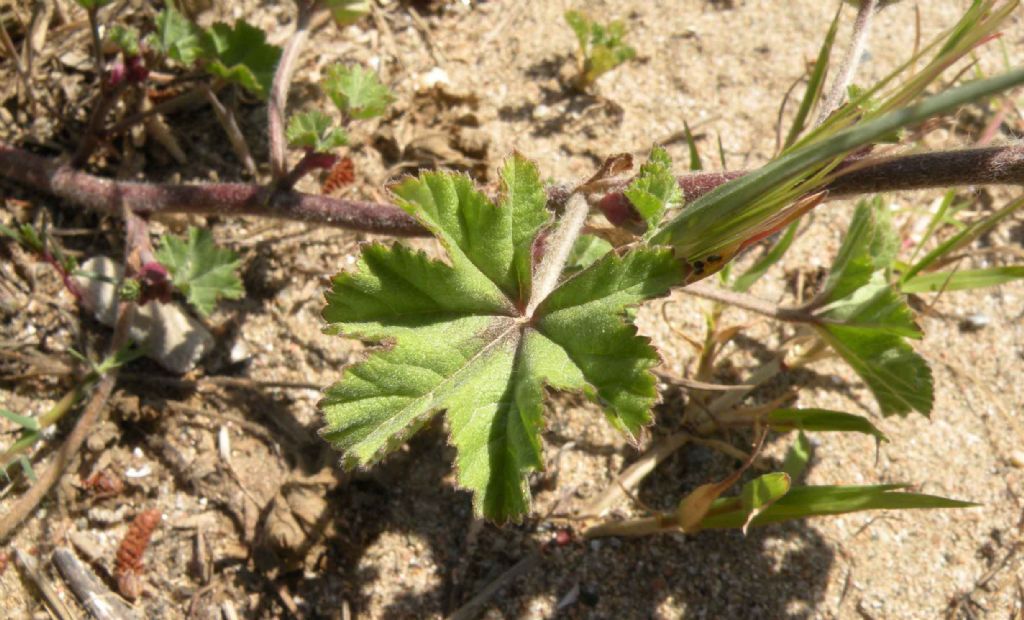 Lavatera arborea?  No, Malva multiflora (=Lavatera cretica), Malvaceae