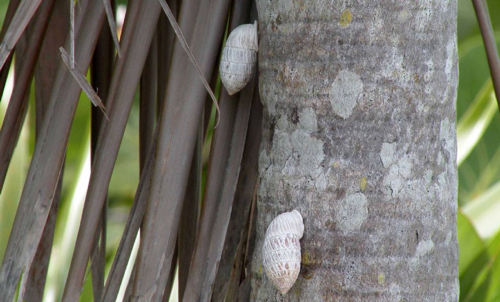 Chiocciola da Cuba: Cerion sp.?  S !