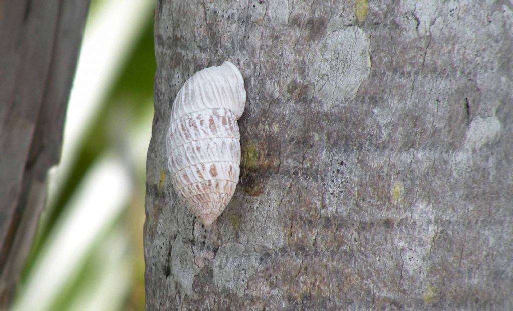 Chiocciola da Cuba: Cerion sp.?  S !