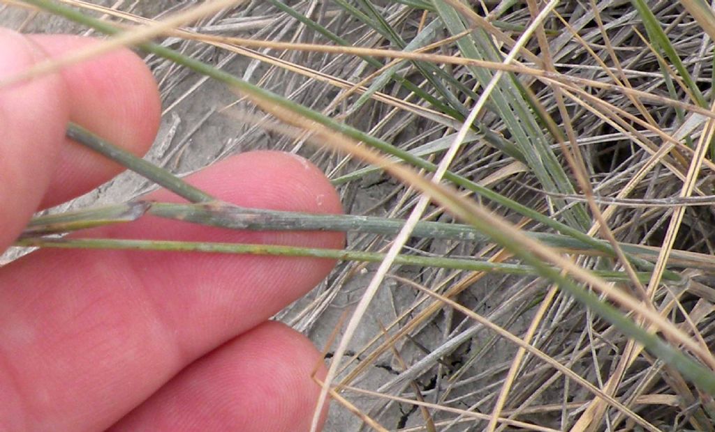 Poacea dalle salse di Nirano:  cfr. Elymus sp.