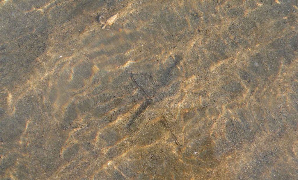 Astropecten jonstoni da Talamone (GR)