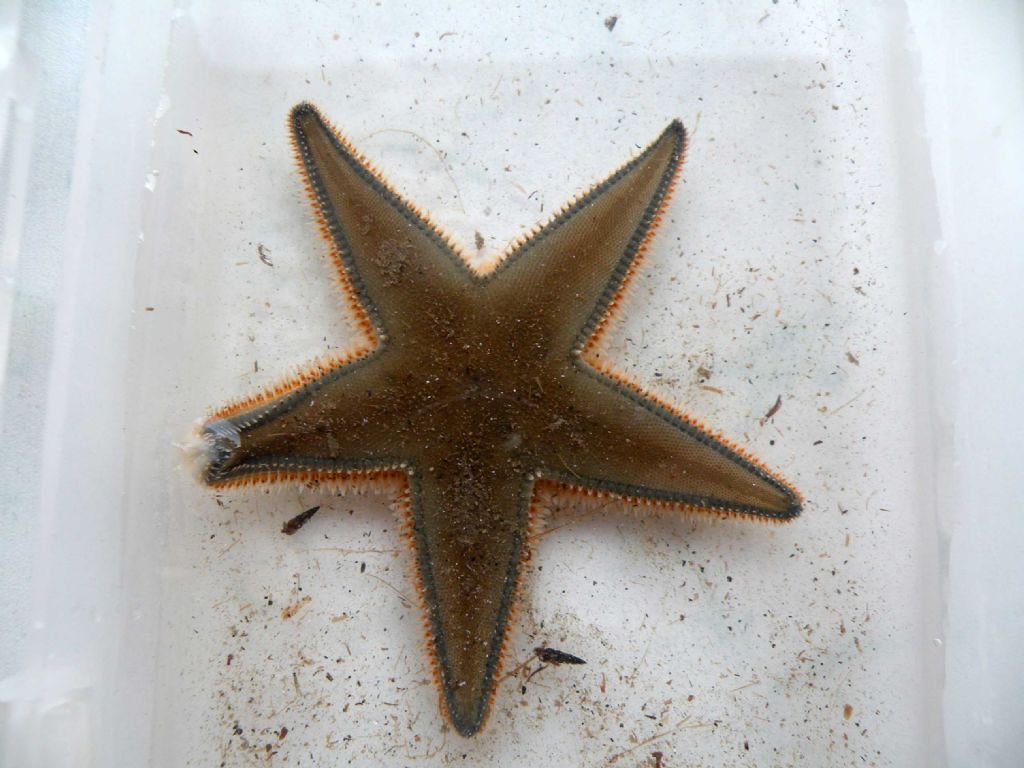 Astropecten jonstoni da Talamone (GR)