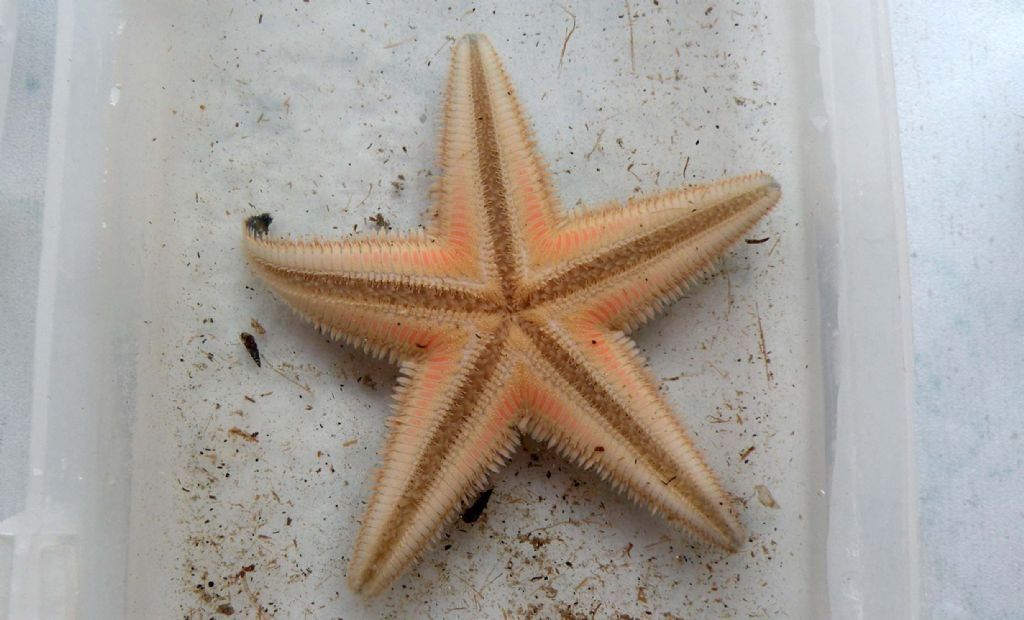 Astropecten jonstoni da Talamone (GR)