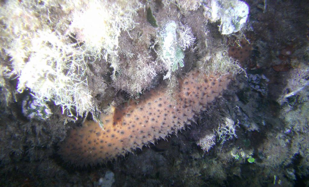 Holothuria sanctori?