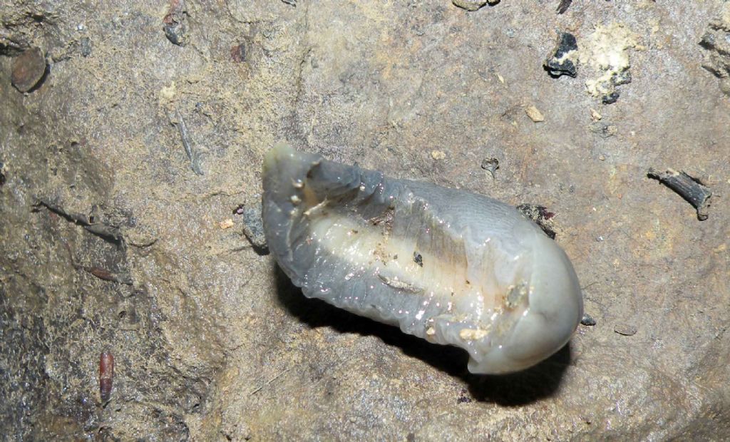 Milacidae?  No, Limax 