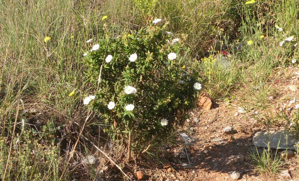 Cisto in LInguadoca (Francia): Cistus monspeliensis