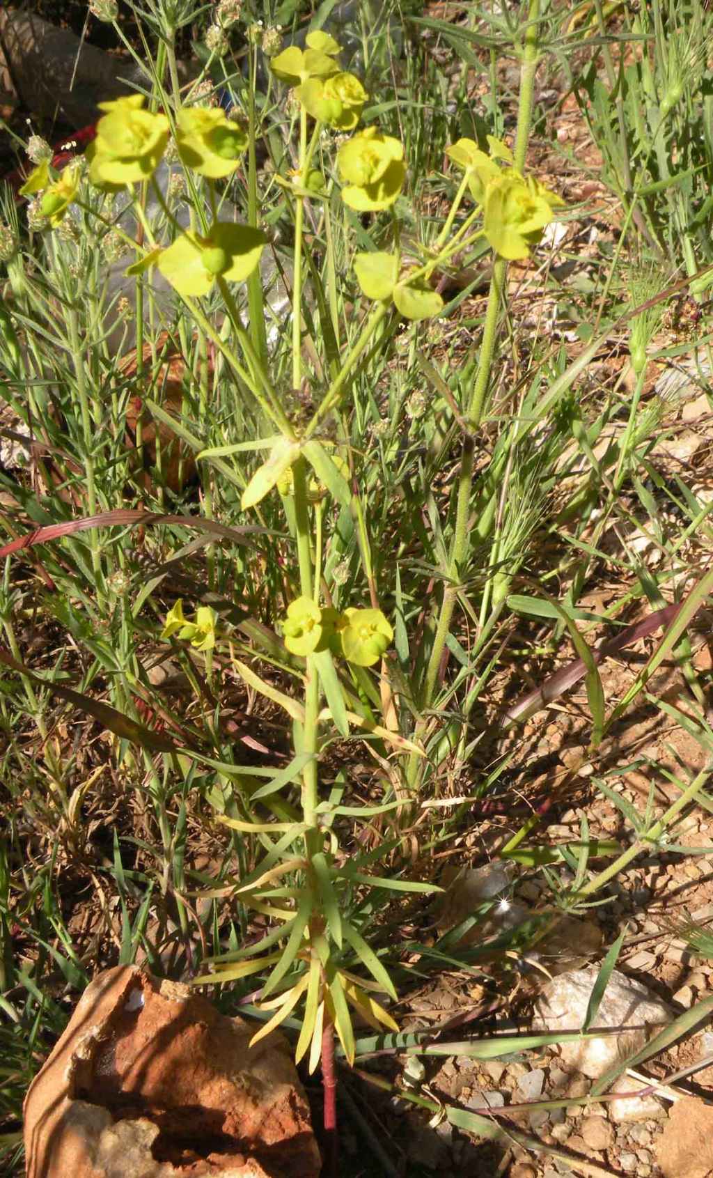 Euphorbia cyparissias