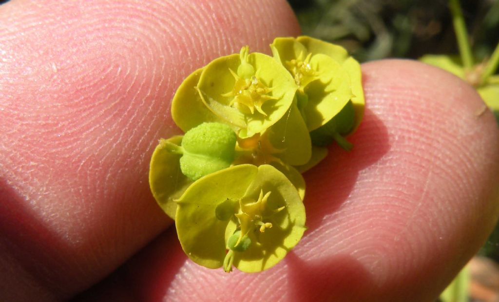 Euphorbia cyparissias