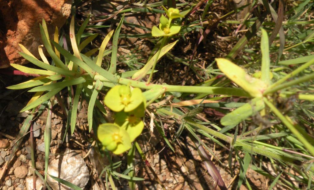 Euphorbia cyparissias