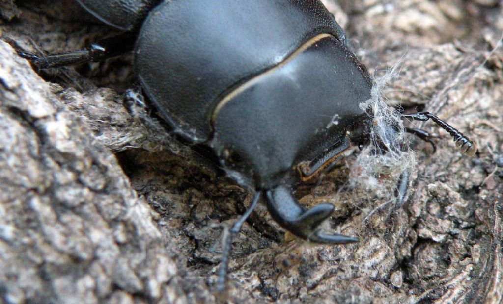 Oggi in giardino: Lucanidae? maschio di Dorcus parallelipipedus