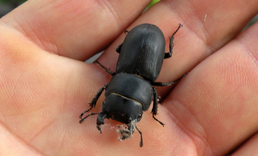 Oggi in giardino: Lucanidae? maschio di Dorcus parallelipipedus