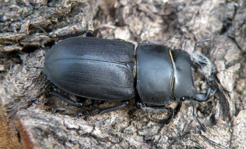 Oggi in giardino: Lucanidae? maschio di Dorcus parallelipipedus