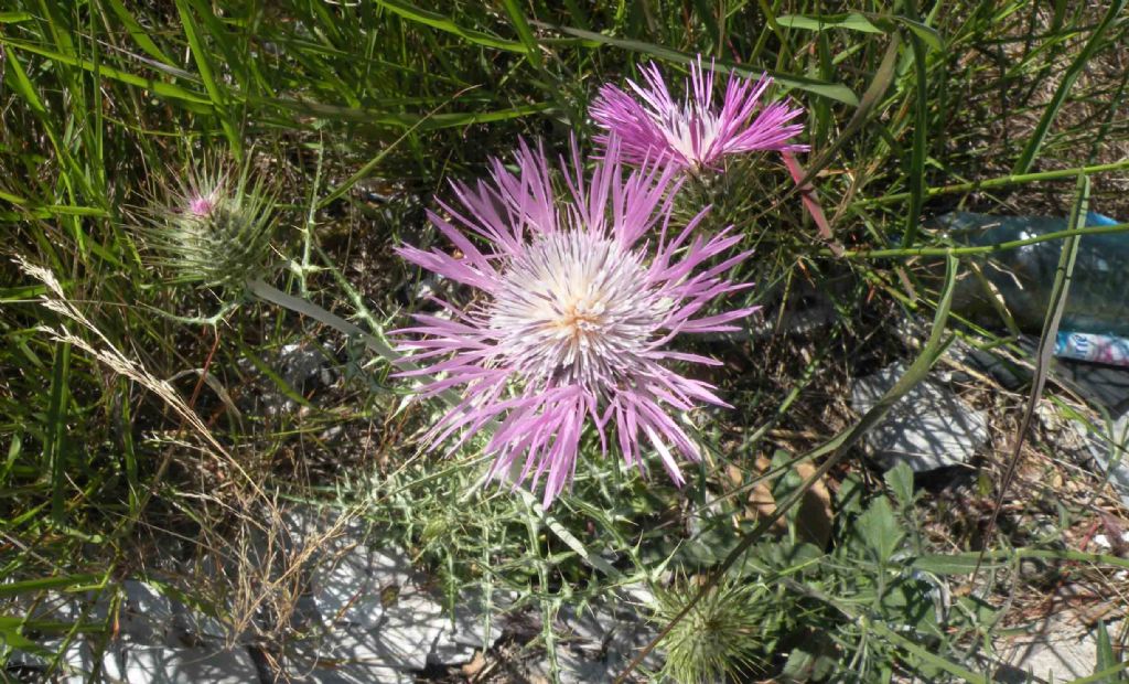 Galactites tomentosus (ex tomentosa)