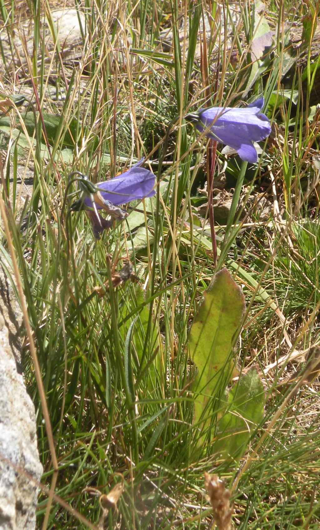 Campanula persicifolia...?   No,  Campanula scheuchzeri