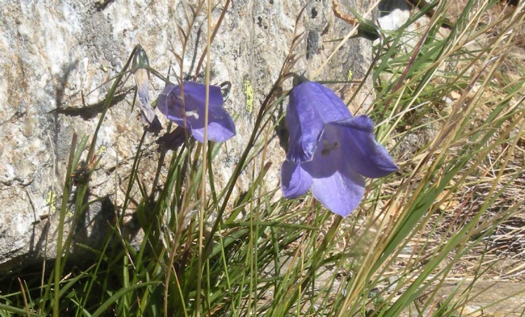 Campanula persicifolia...?   No,  Campanula scheuchzeri