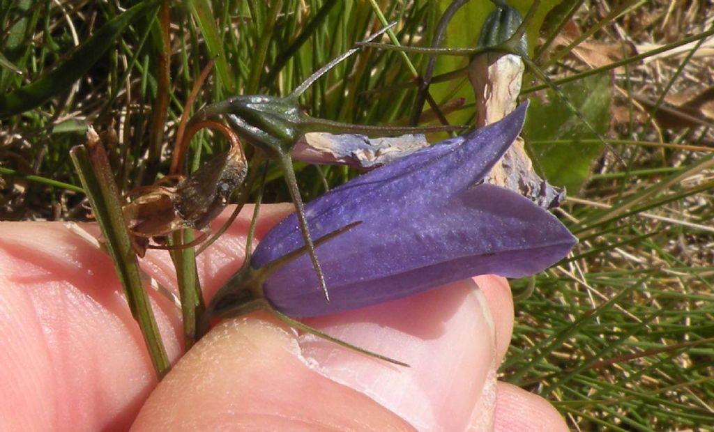 Campanula persicifolia...?   No,  Campanula scheuchzeri