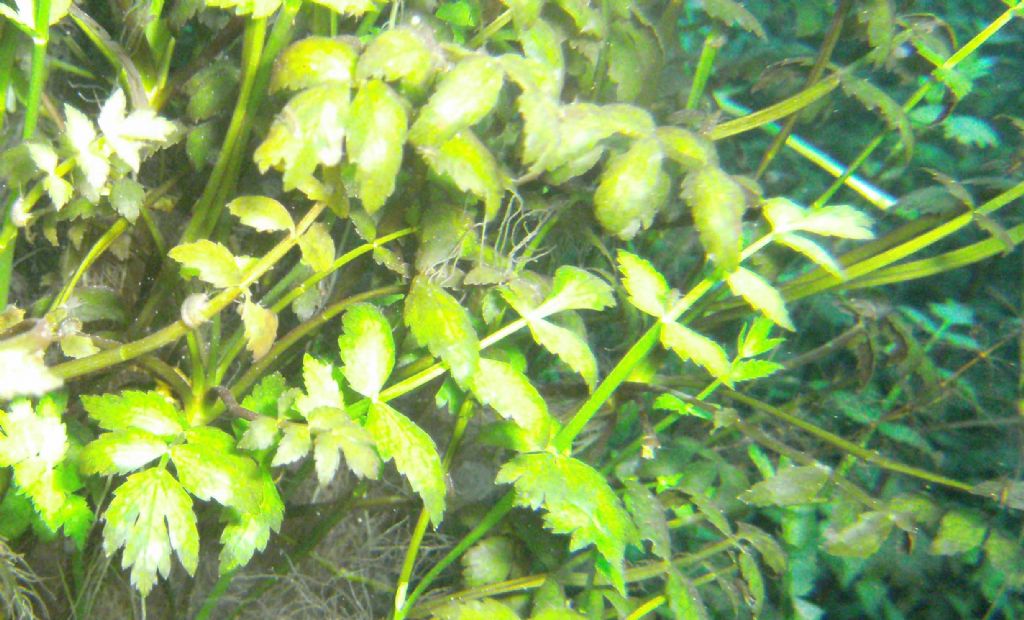 Botanica ... subacquea:  Helosciadium nodiflorum (Apiaceae)